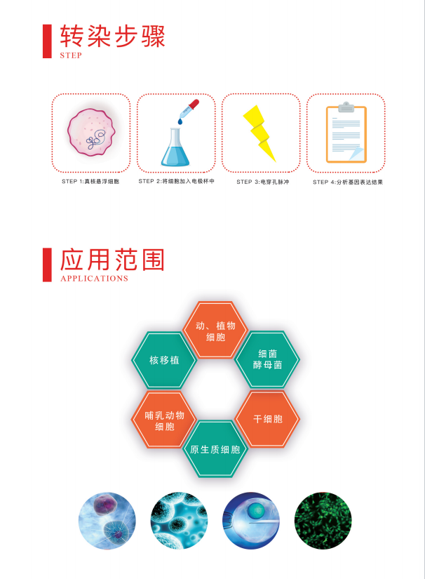 �����Vleader Gene Pulser X2 �紩���� ʵ�������ʾ�������ڻ���༭�뵰���о�